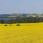 Rapsfelder in der Wohlenberger Wiek